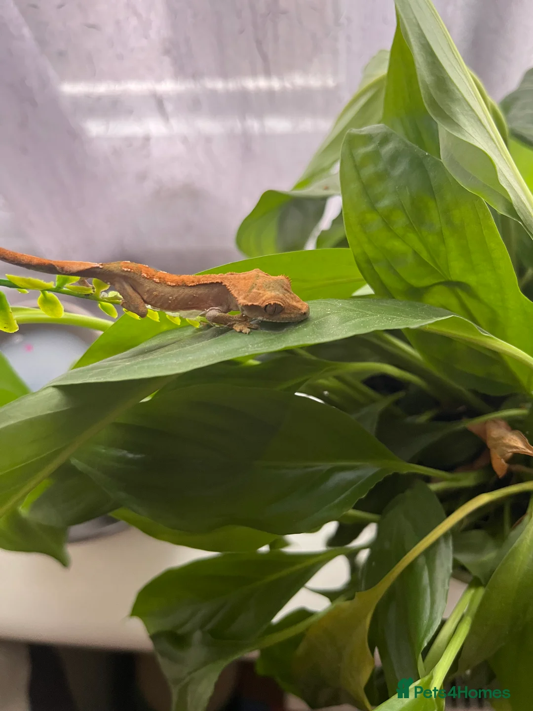 Gecko reptiles for sale: 2 Young Crested Geckos - Advert 4