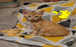 Bengal cats for sale: 💖🐱🐯Cute Half Bengel Kittens🐆🐈‍⬛💖 - Image 14