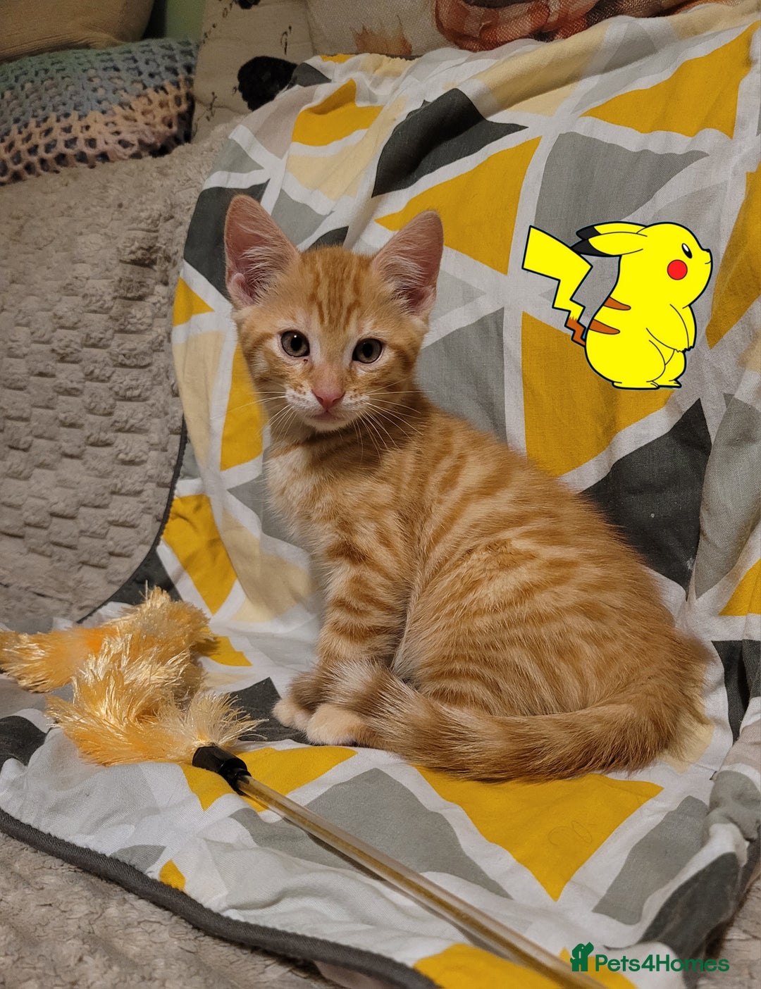 Bengal cats for sale: 💖🐱🐯Cute Half Bengel Kittens🐆🐈‍⬛💖 - Image 14