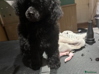 Toy Poodle dogs Champion bloodline toys - Advert 2