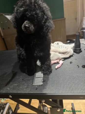 Toy Poodle dogs - Advert 18