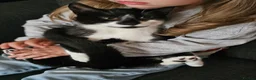 Mixed Breed cats for sale: £25 - Beautiful Cat, Lovely Temperment - Advert 10