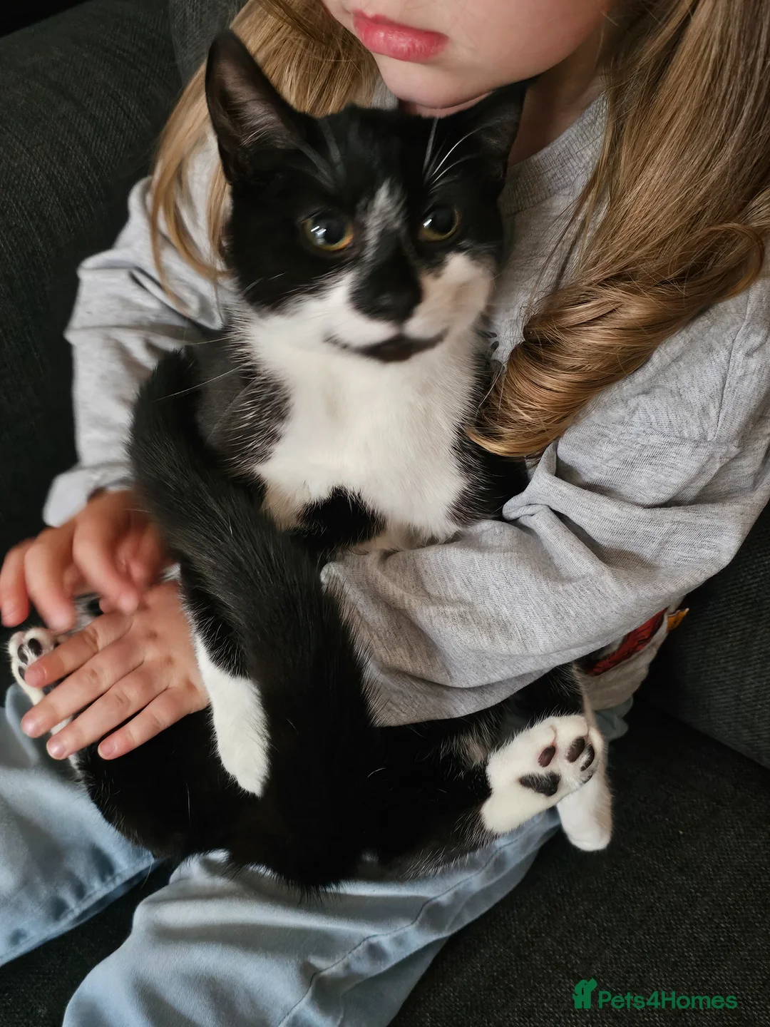 Mixed Breed cats for sale: £25 - Beautiful Cat, Lovely Temperment - Advert 10