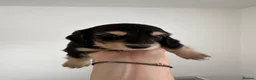 Miniature Dachshund dogs for sale: Long & Short Haired Miniature Daschund Puppies - Advert 2