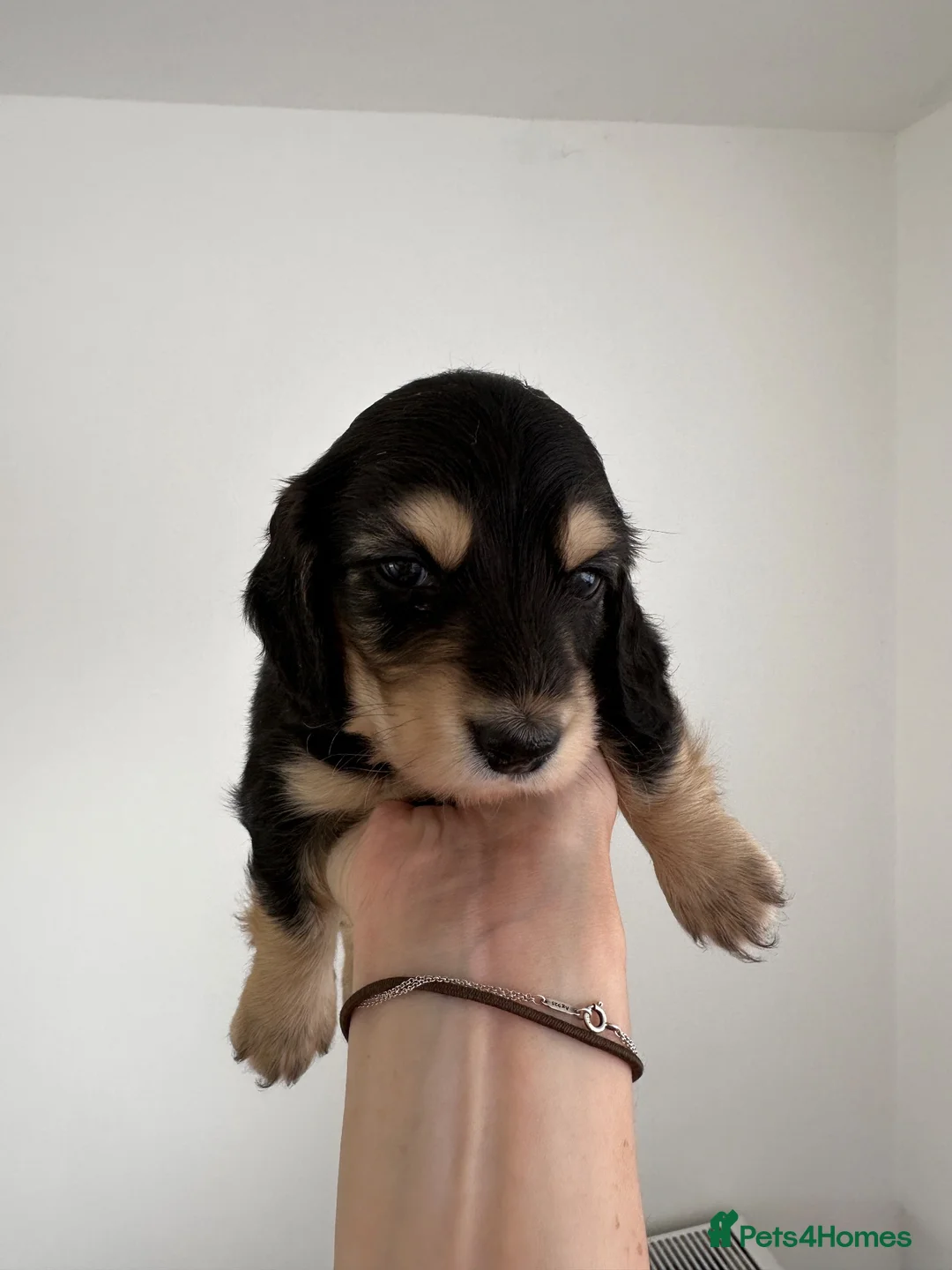 Miniature Dachshund dogs for sale: Long & Short Haired Miniature Daschund Puppies - Advert 2