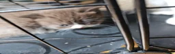 British Shorthair cats for stud: STUD DUTIES - Advert 14