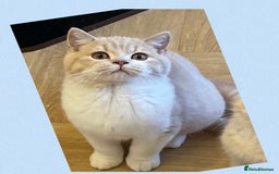 British Shorthair cats for sale: ⭐️Beautiful GCCF British Shorthair Male kitten - Image 4