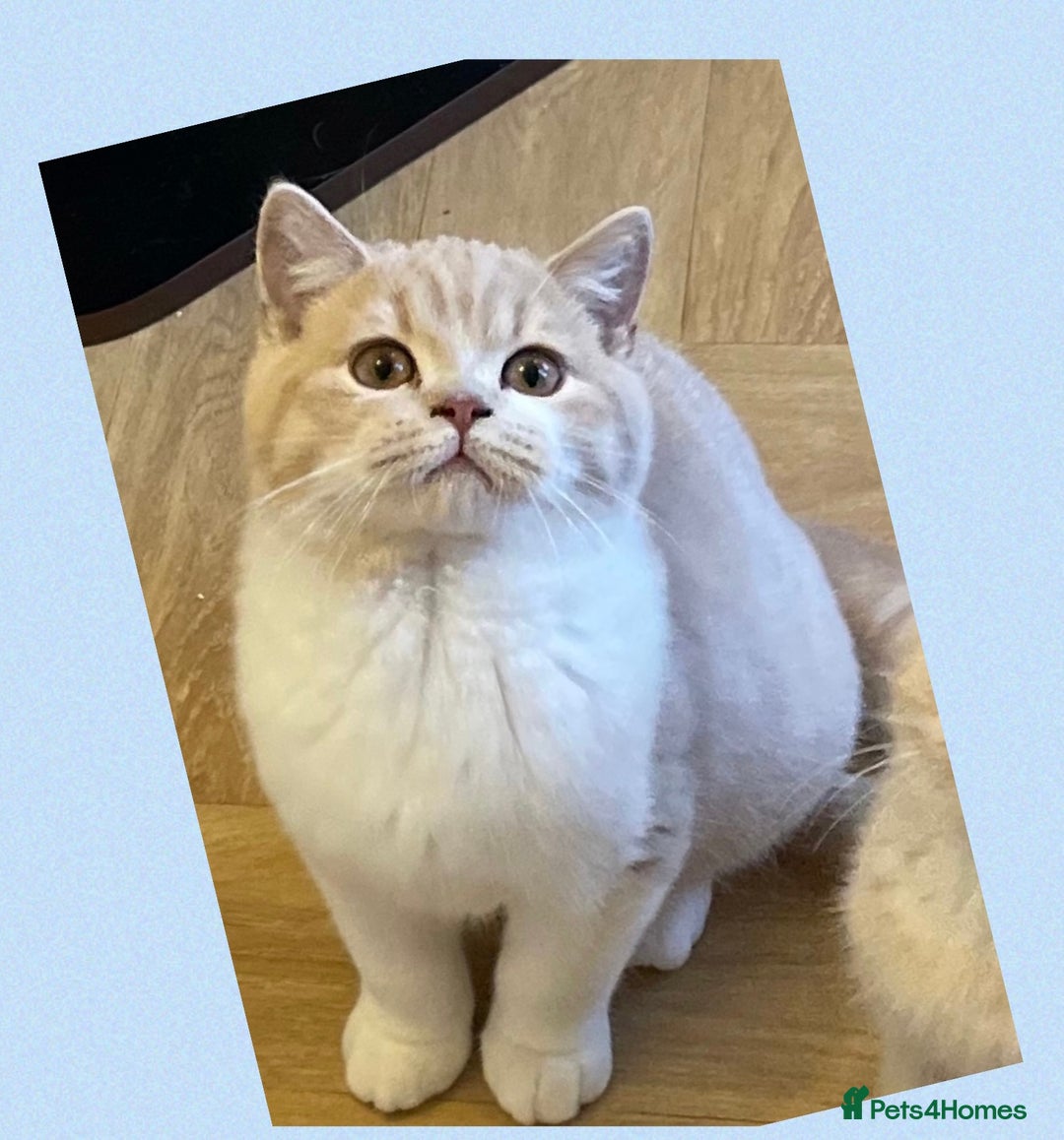 British Shorthair cats for sale: ⭐️Beautiful GCCF British Shorthair Male kitten - Image 4