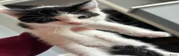 Mixed Breed cats for sale: Kittens ready for their forever home  - Advert 16