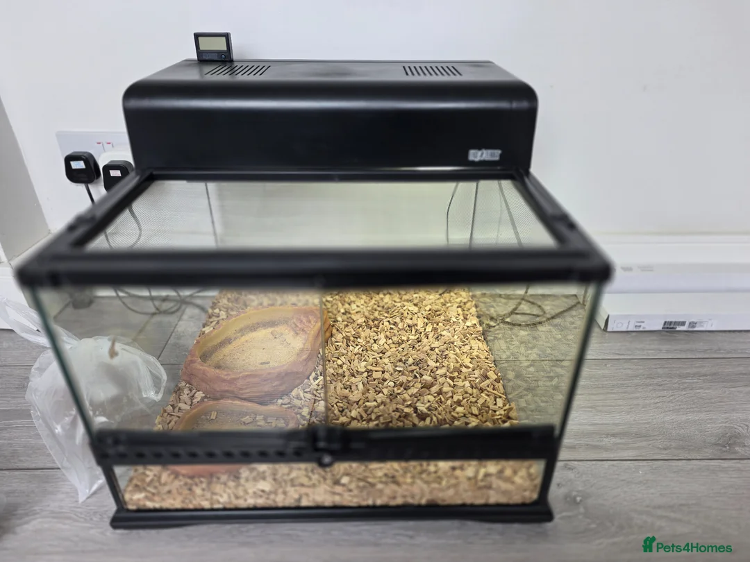 Bearded Dragon reptiles for sale: Bearded Dragon and Vivarium in Bolton - Advert 4