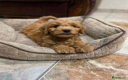 Mixed Breed dogs for sale: GoldenDoodles puppies  - Image 5