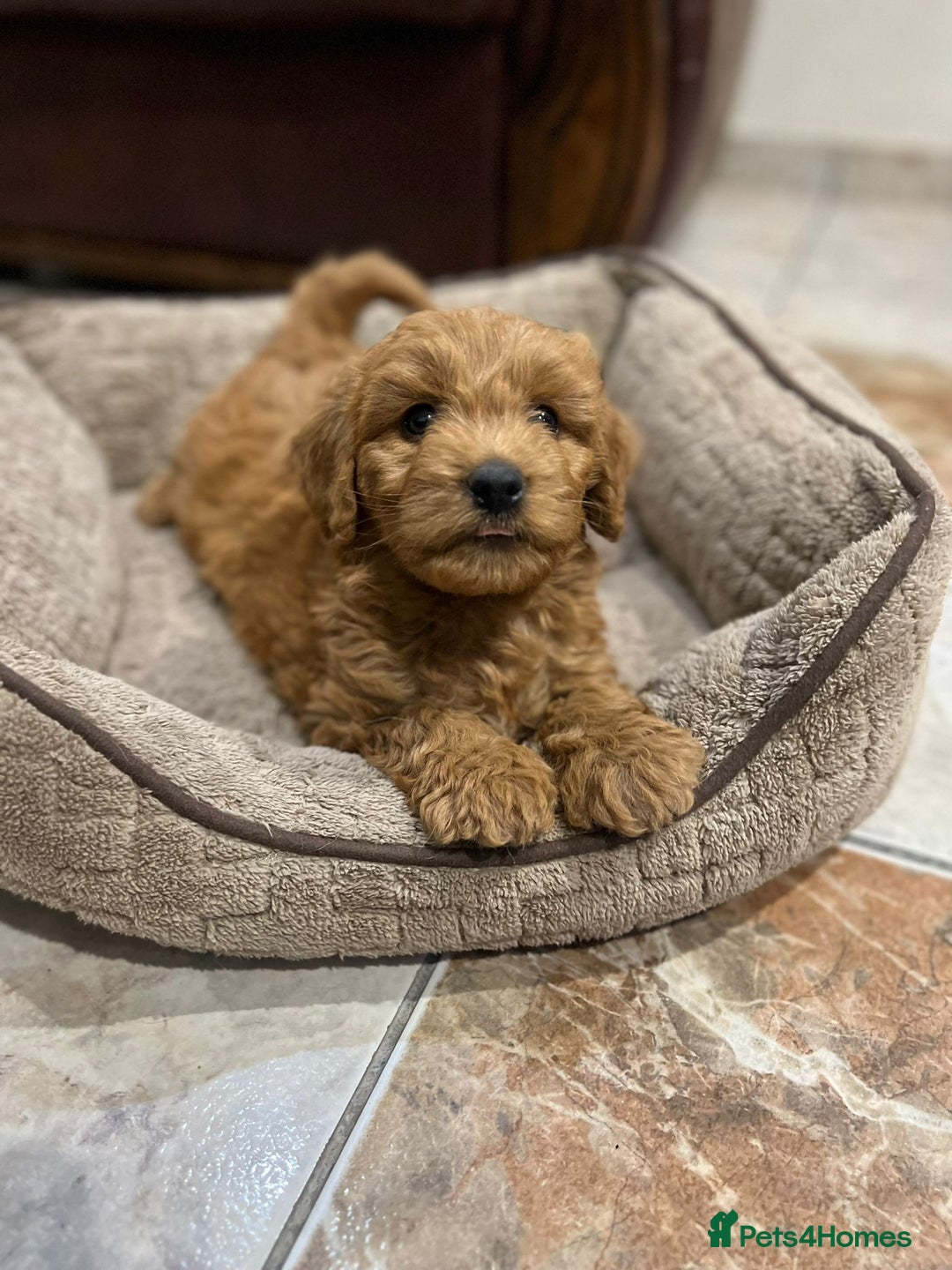 Mixed Breed dogs for sale: GoldenDoodles puppies  - Image 5