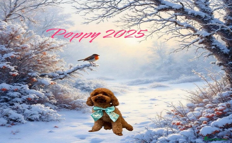 Toy Poodle dogs - Advert 1