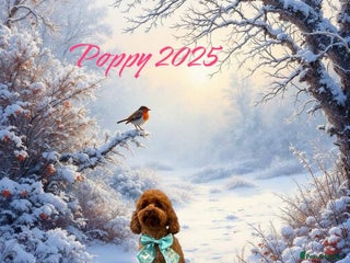 Toy Poodle dogs for sale - Advert 1