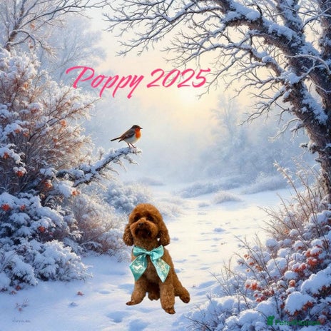 Toy Poodle dogs - Advert 1