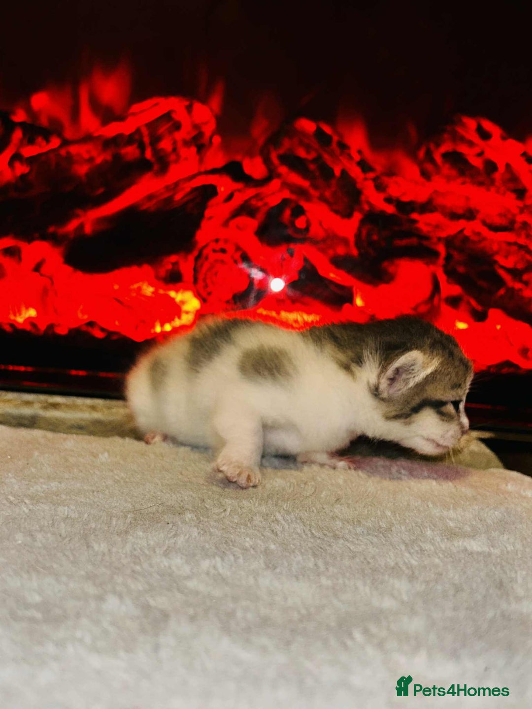 Domestic Shorthair cats for sale: Adorable Kittens! 🐾 - Image 11