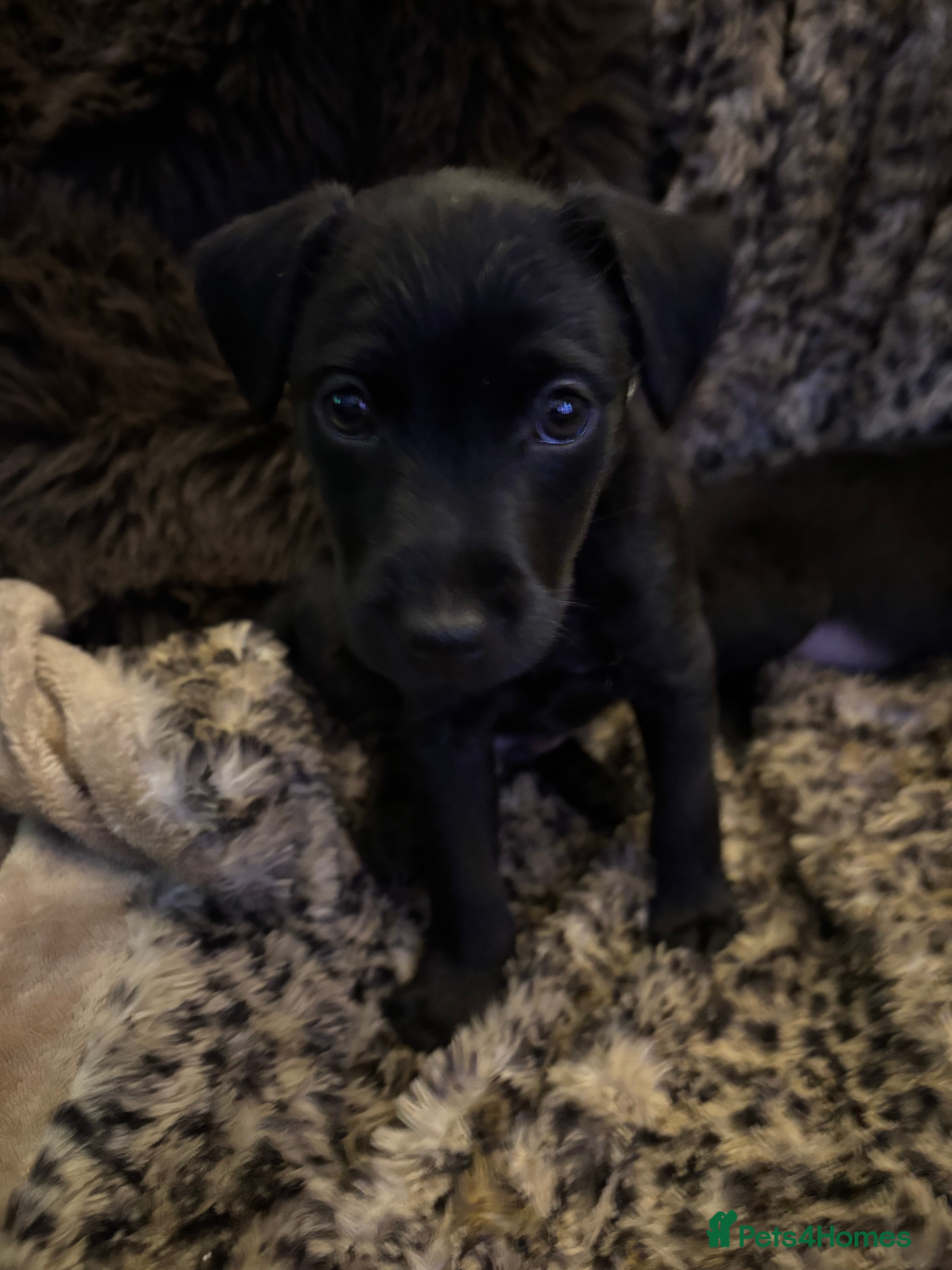 Patterdale Terrier dogs Patterdale Terrier Puppies  - Advert 4