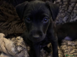 Patterdale Terrier dogs Patterdale Terrier Puppies - Advert 14