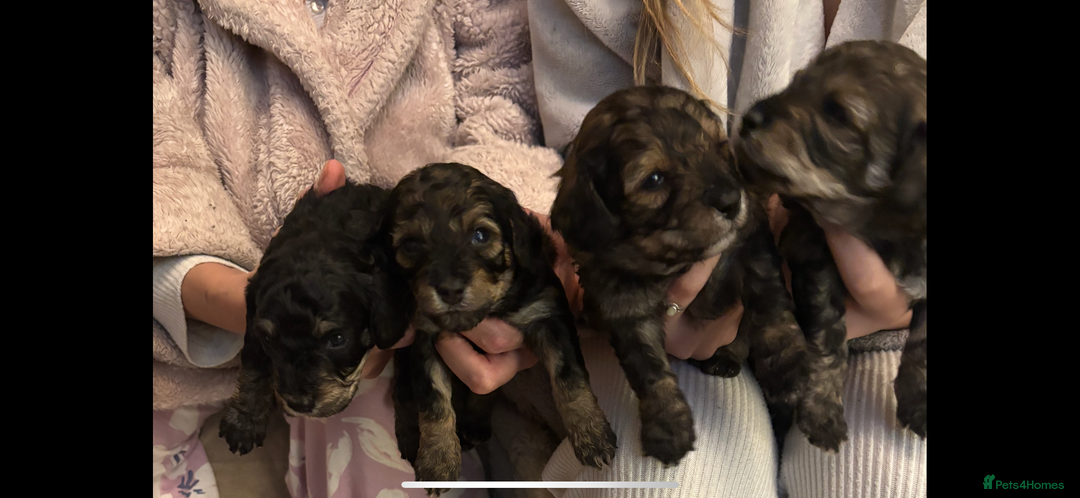 Poochon dogs for sale: Poochon F2Bs - Advert 2