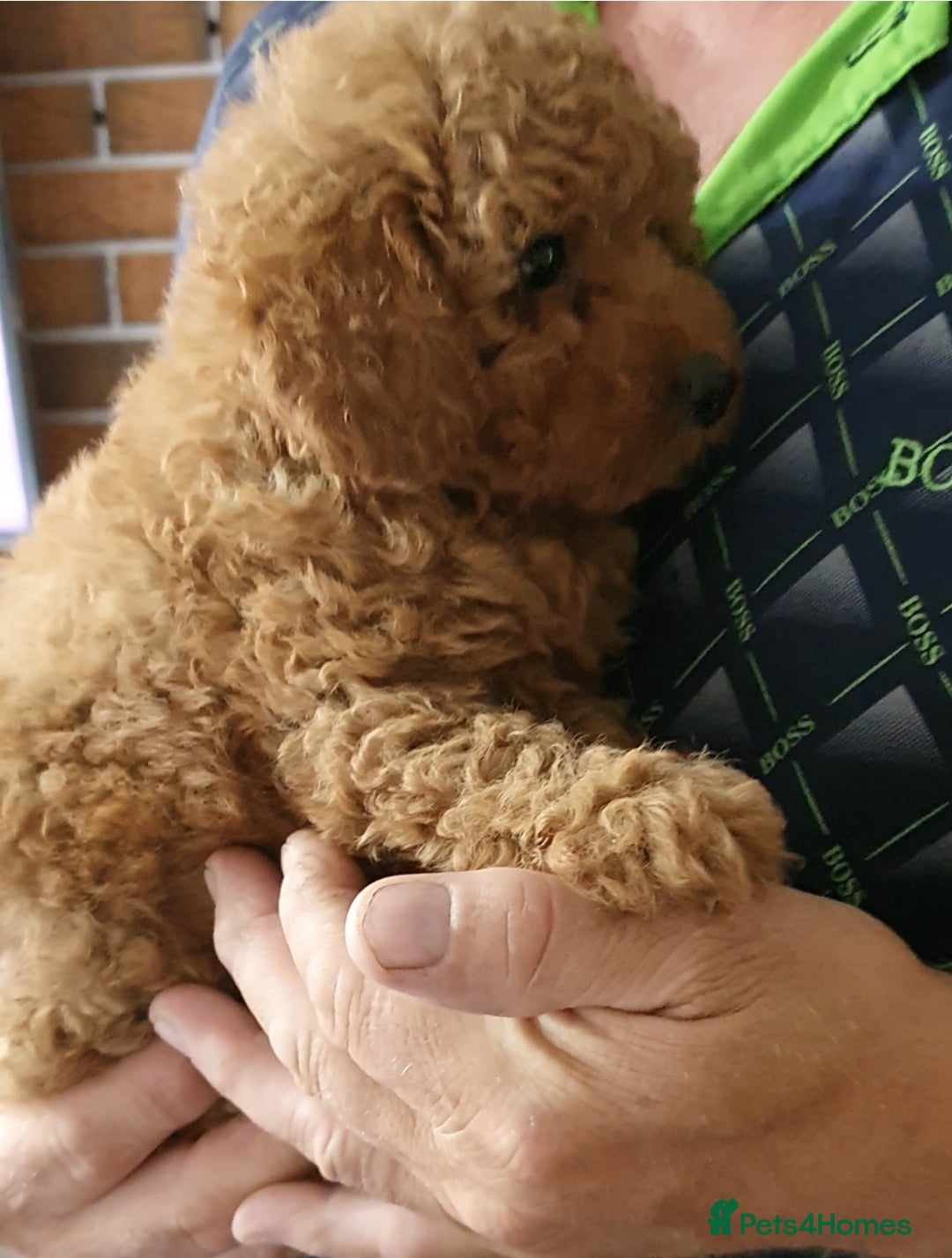 Toy Poodle dogs for sale: KC Toy Poodles, health tested, champion bloodline - Image 15