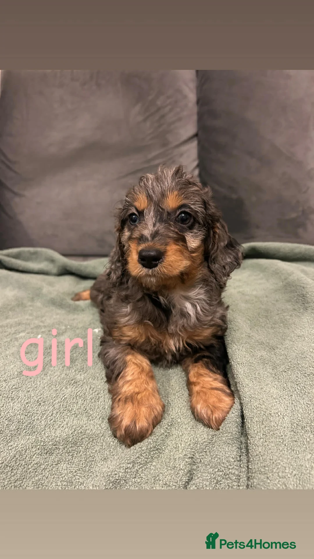 Cockapoo dogs for sale: F2 cockapoo - Advert 1