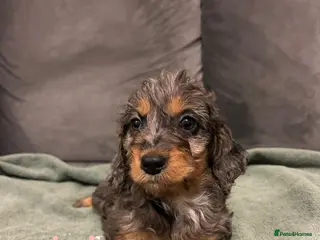 Cockapoo dogs F2 cockapoo - Advert 2