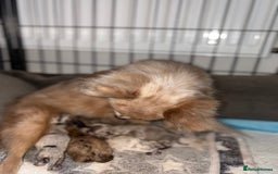 Pomchi dogs for sale: 3/4 Pomeranian 1/4 chihuahua  rainbow litter - Image 5