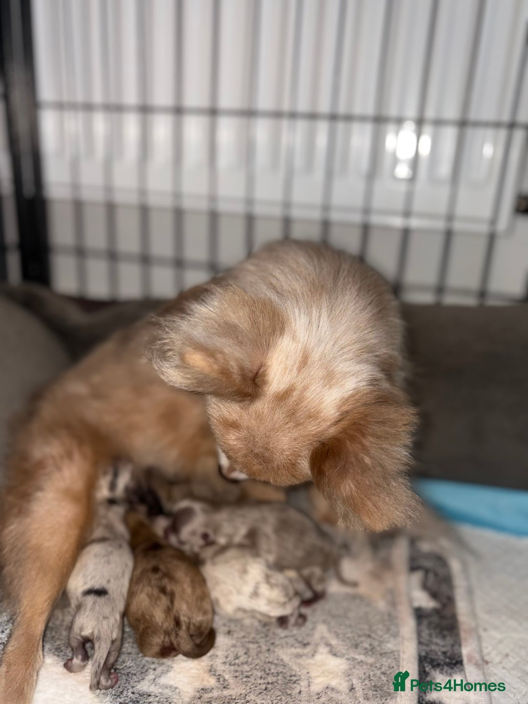 Pomchi dogs for sale: 3/4 Pomeranian 1/4 chihuahua  rainbow litter - Image 5