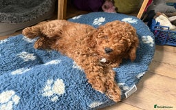 Cavapoochon dogs for sale: Gorgeous F1B Cavapoochon’s Fox Red available now. - Image 36