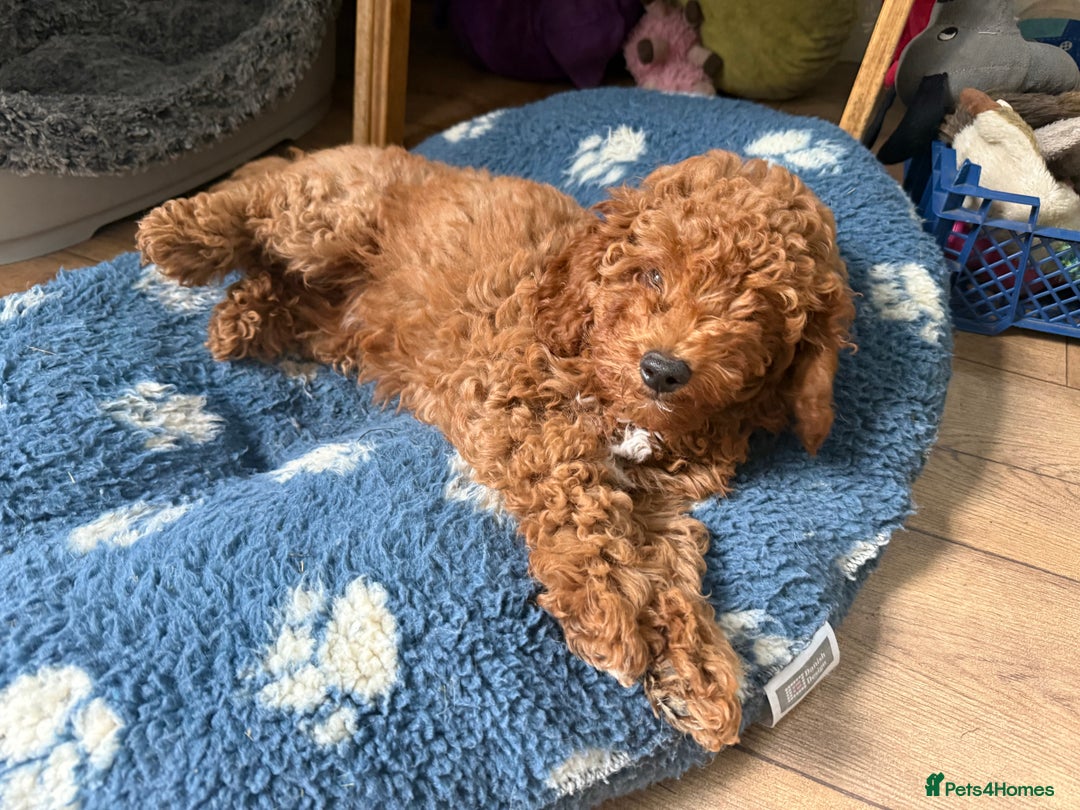 Cavapoochon dogs for sale: Gorgeous F1B Cavapoochon’s Fox Red available now. - Image 36
