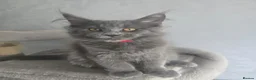 Maine Coon cats for sale: Blue mainecoon adorable kittens TICA reg - Advert 5