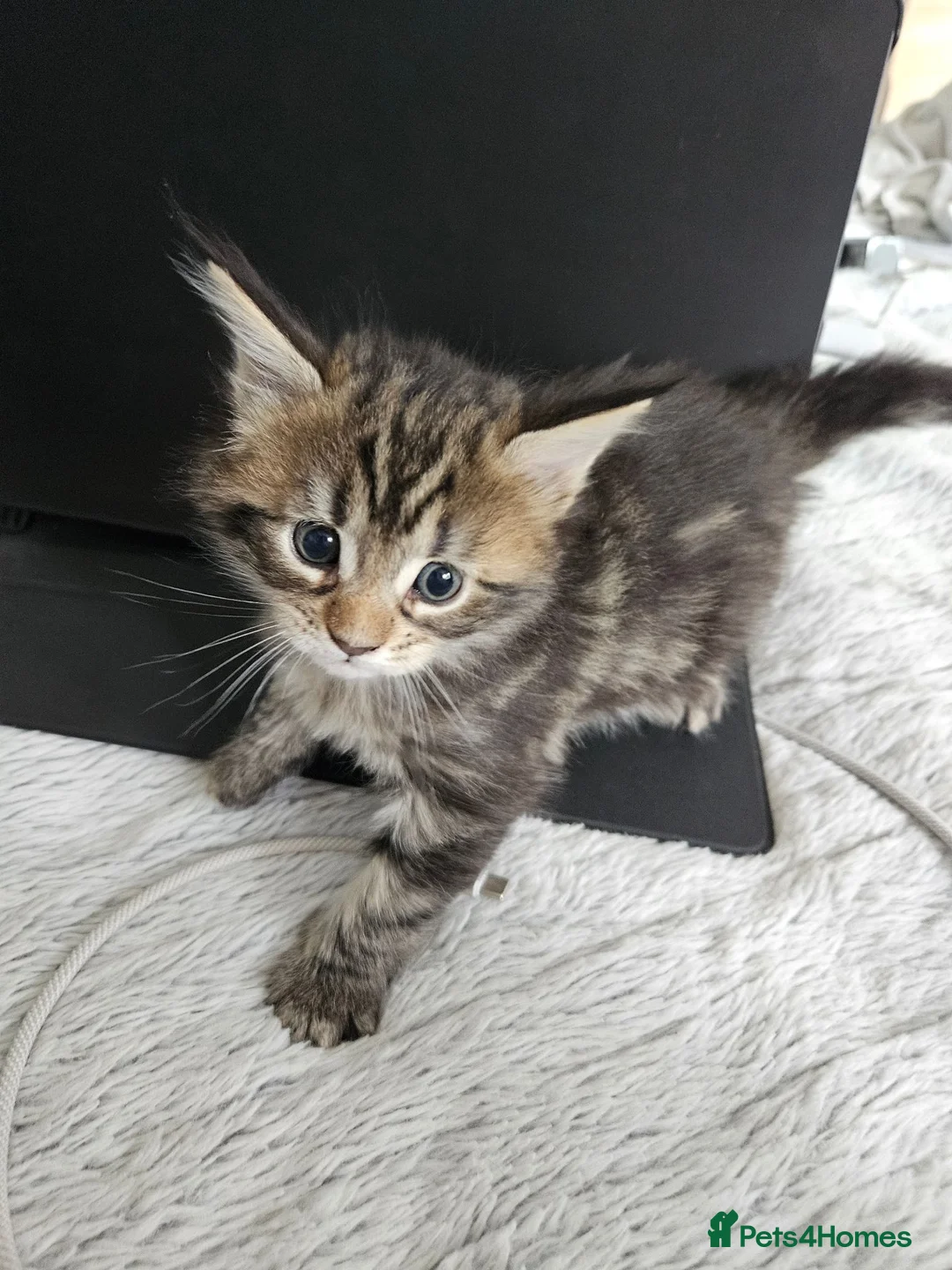 Maine Coon cats for sale: 2 maine coon girl kittens for sale in Paisley - Advert 8
