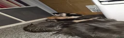 Mixed Breed cats for sale: 2 kittens left in litter - Advert 6