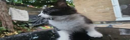 British Shorthair cats for sale: 2 Female Black and White kittens - Advert 16