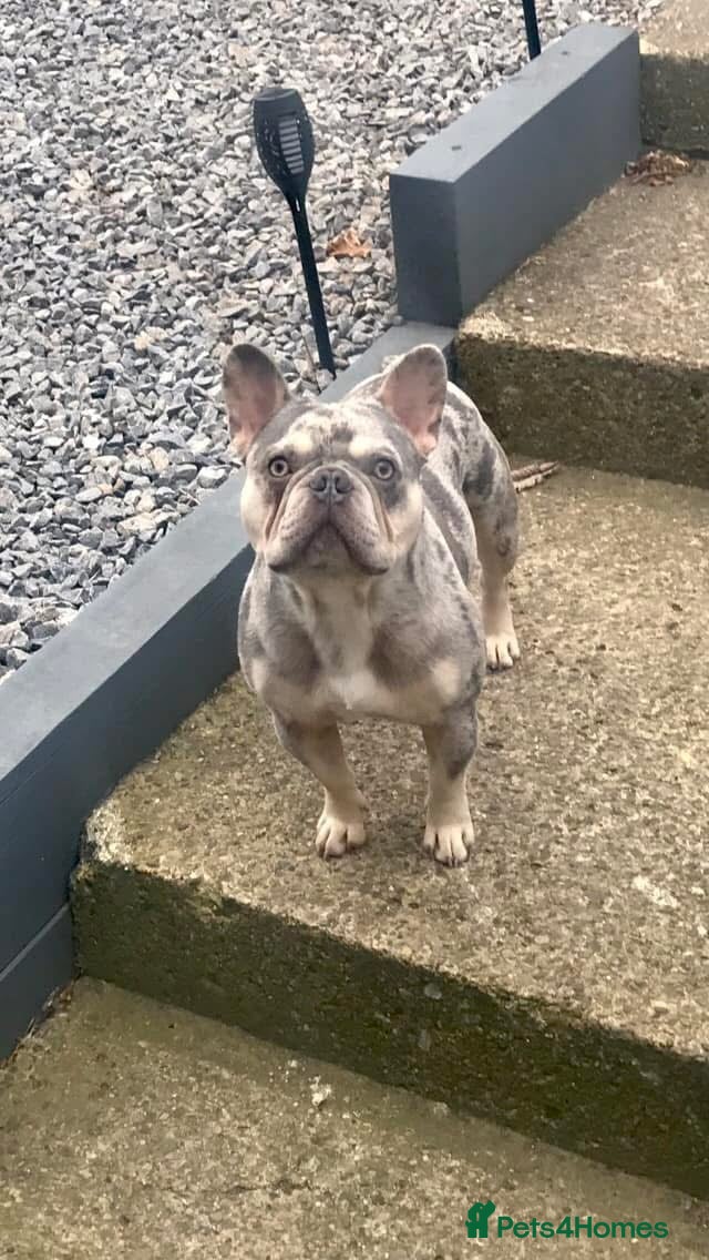 French Bulldog dogs Lilac and tan Merle new shade maker  - Advert 8