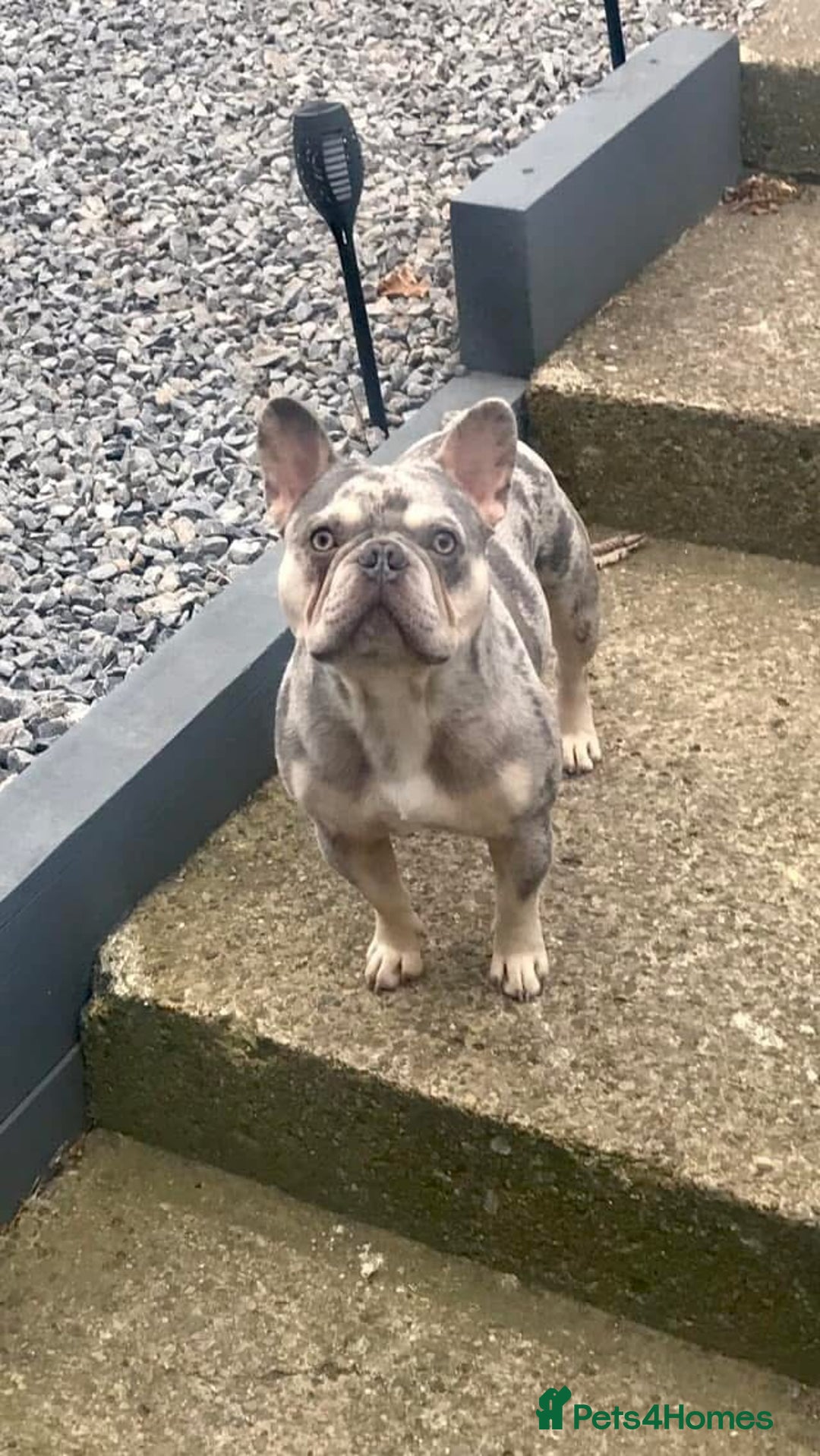 French Bulldog dogs for stud: Lilac and tan Merle new shade maker  - Advert 1