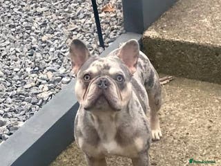 French Bulldog dogs Lilac and tan Merle new shade maker - Advert 1