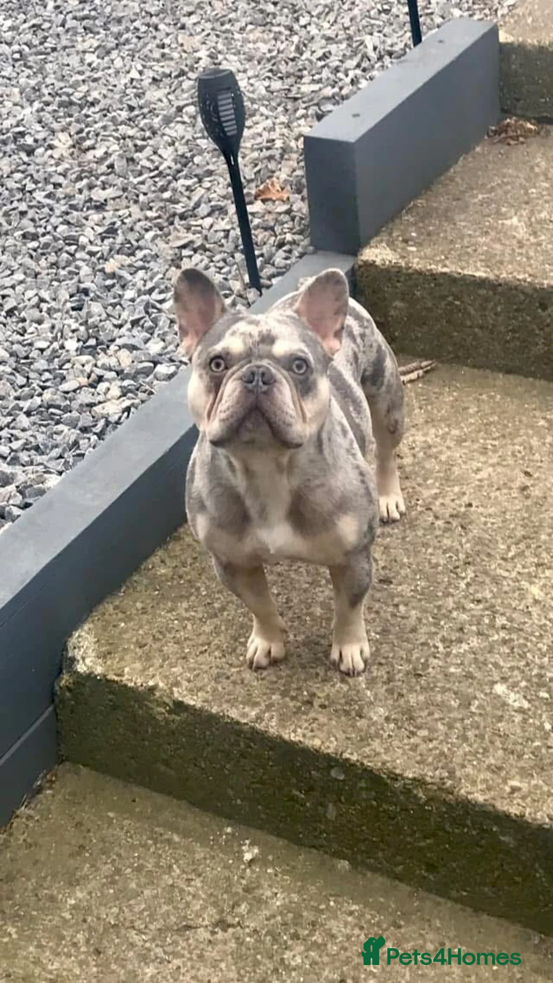 French Bulldog dogs for stud: Lilac and tan Merle new shade maker  - Advert 1