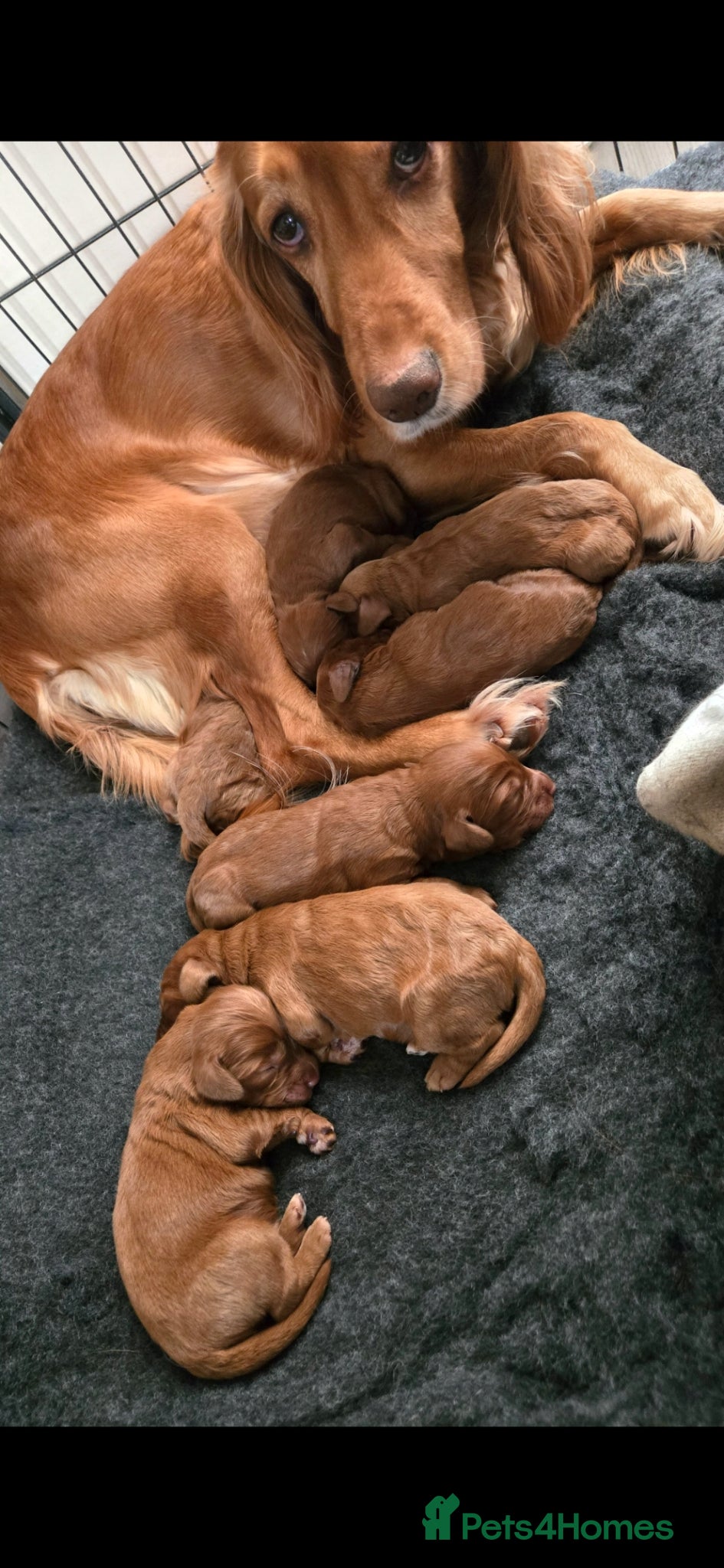 Cockapoo dogs F1 fox red Cockerpoos - Advert 1