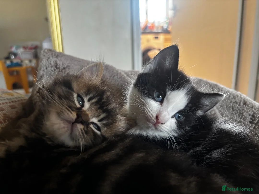 Mixed Breed cats for sale: Black and white male - Advert 5