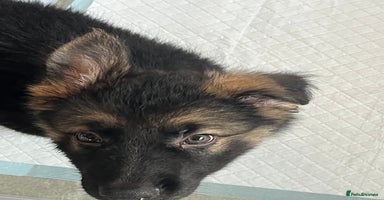 German Shepherd dogs - Advert 15