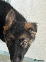 German Shepherd dogs - Advert 15