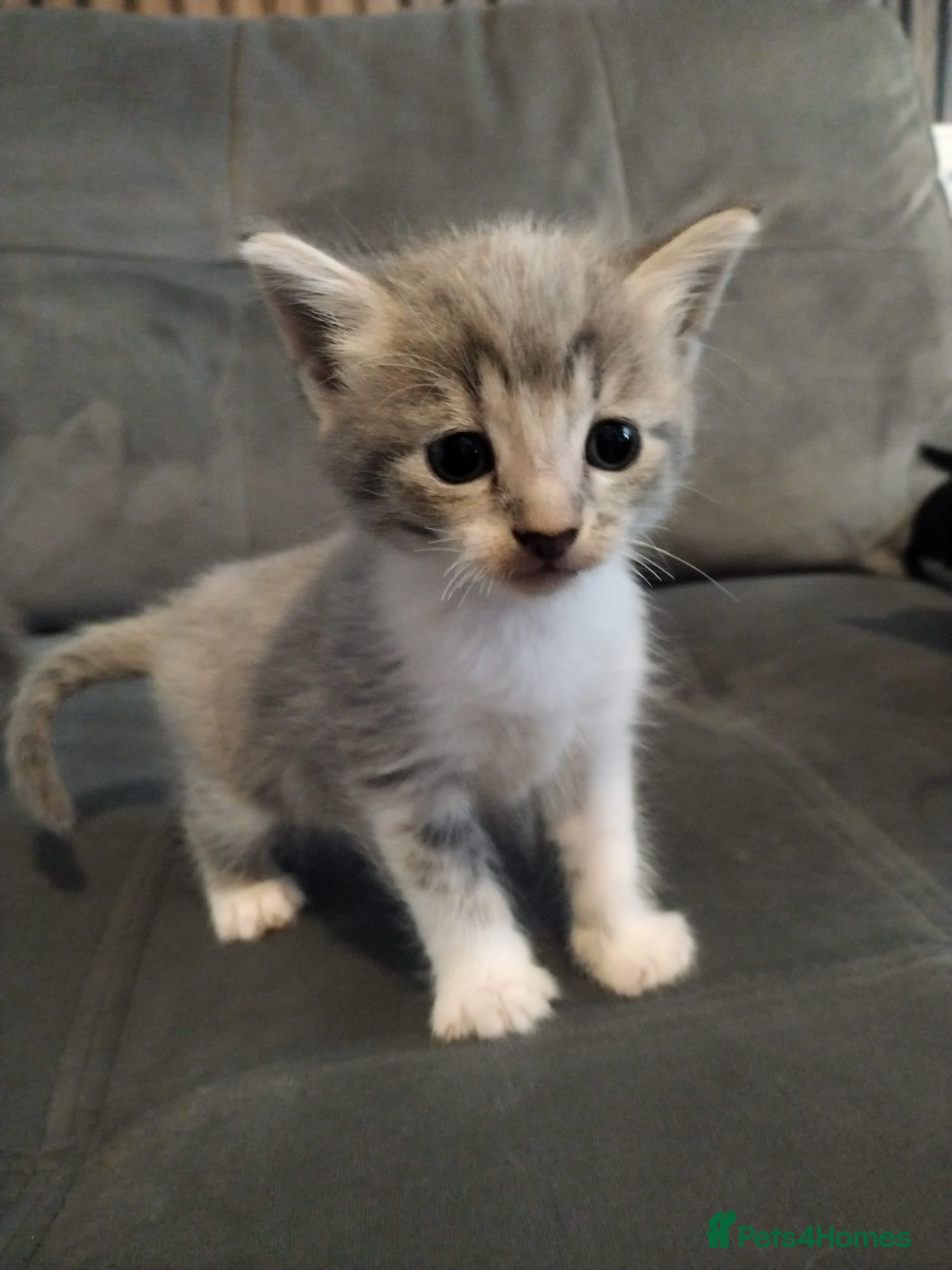 Mixed Breed cats Beautiful kittens ready for their forever family - Advert 4