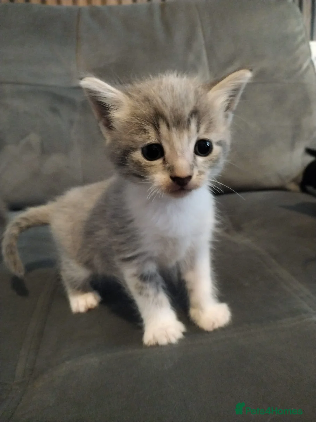 Mixed Breed cats for sale: Beautiful kittens ready for their forever family in Stoke-on-Trent - Advert 1