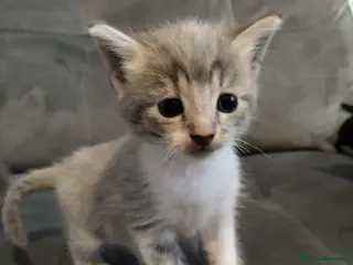 Mixed Breed cats Beautiful kittens ready for their forever family - Advert 1