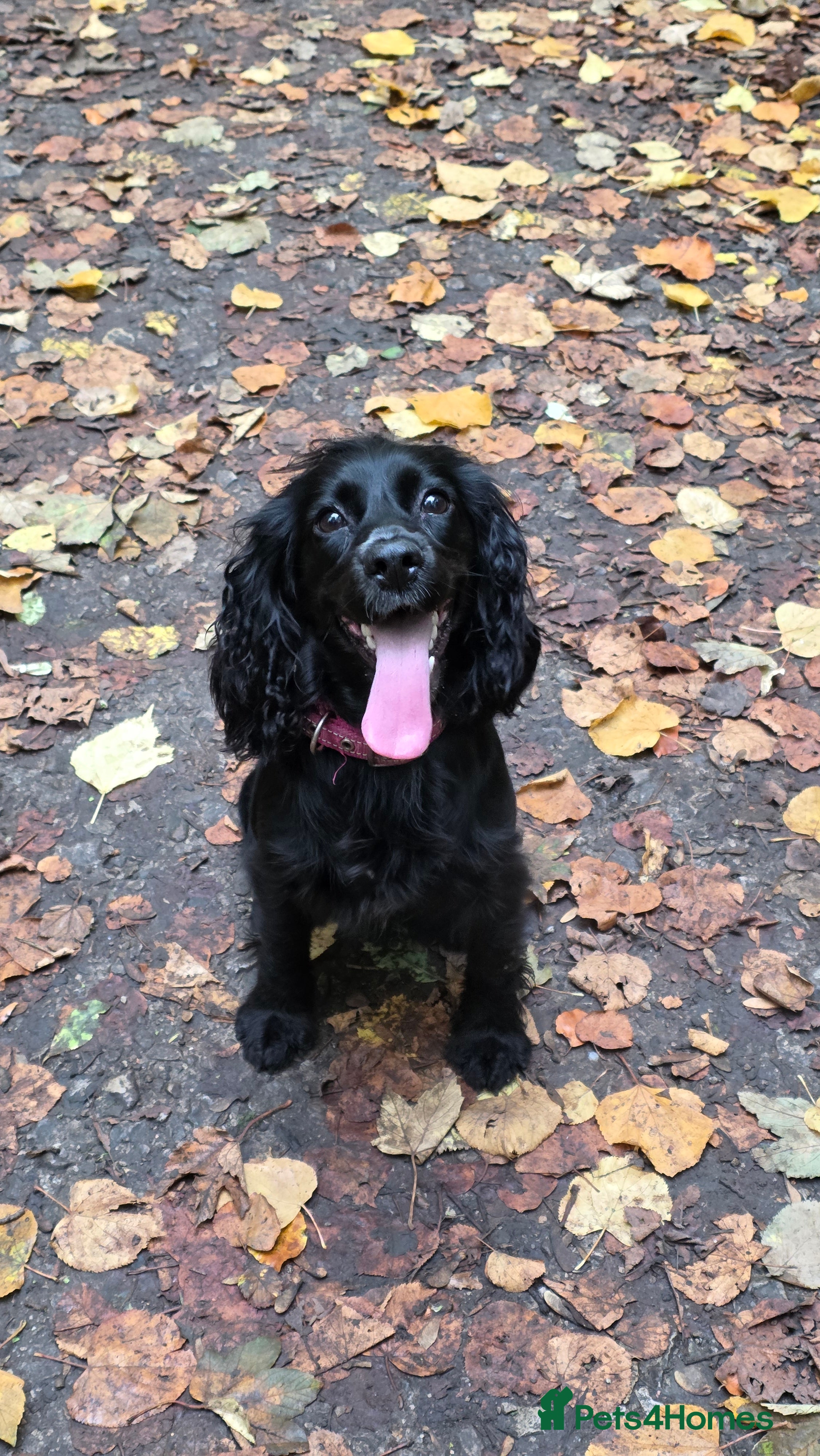 Mixed Breed dogs Beautiful Cocker x Collie pups - Advert 1