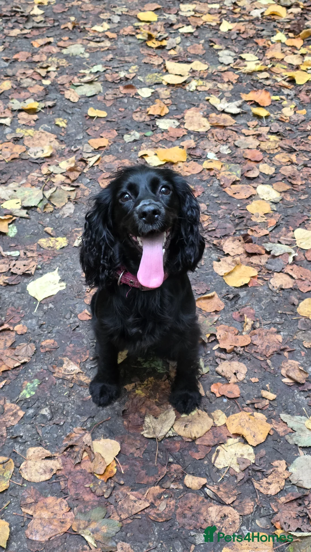 Mixed Breed dogs for sale: Beautiful Cocker x Collie pups - Advert 1