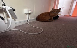 British Shorthair cats for sale: 5 year old Ginger cat looking for a new home  - Image 4