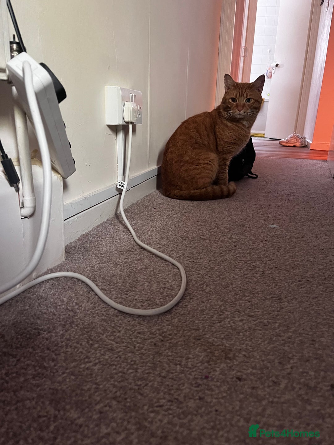 British Shorthair cats for sale: 5 year old Ginger cat looking for a new home  - Image 4