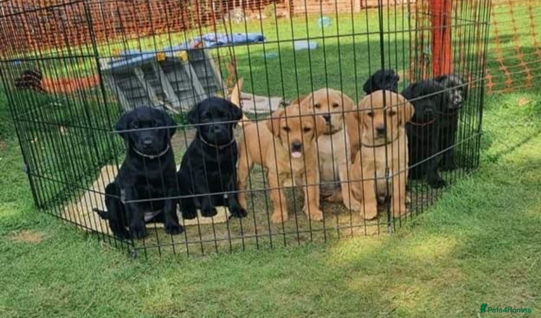 Labrador Retriever dogs for stud: * At Stud KC Health tested Labrador* in Malton - Advert 11